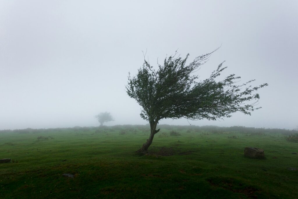 Bomen die doorbuigen in harde wind onder een donkere herfstlucht