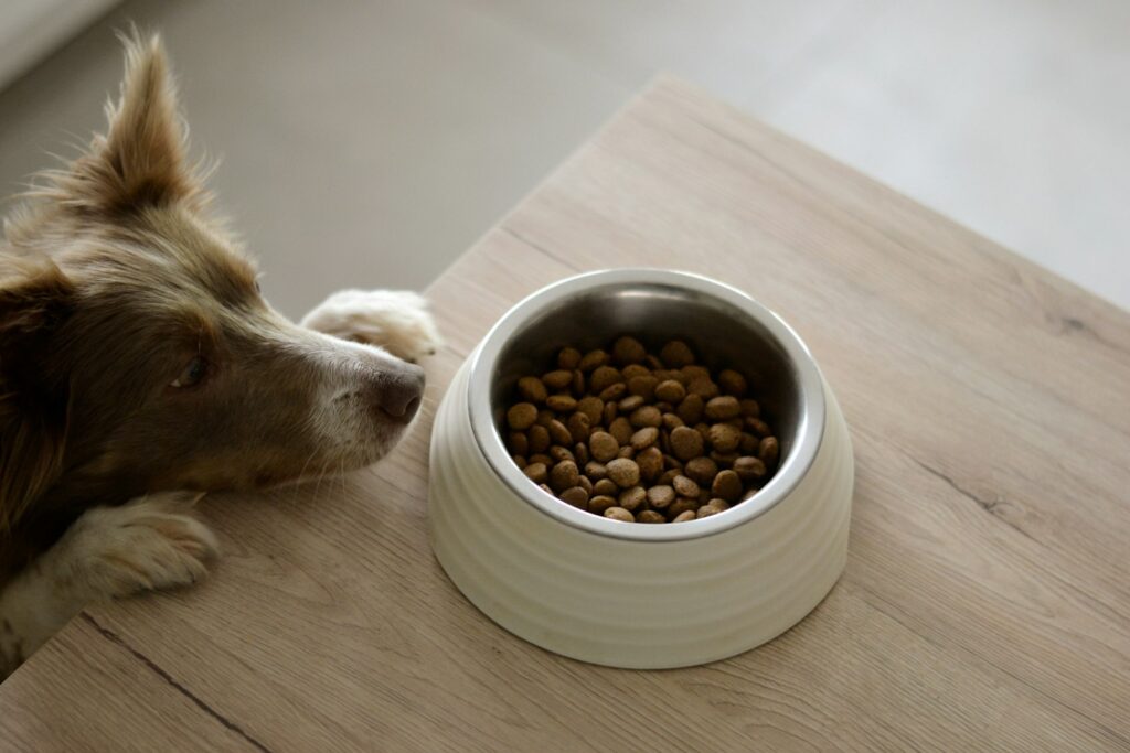 Hond naast een draagmand en een bak met brokken in een woonkamer