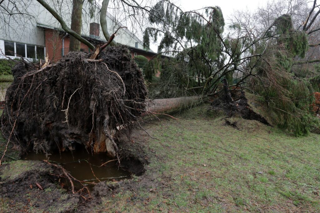 Omgevallen boom in een tuin na een storm