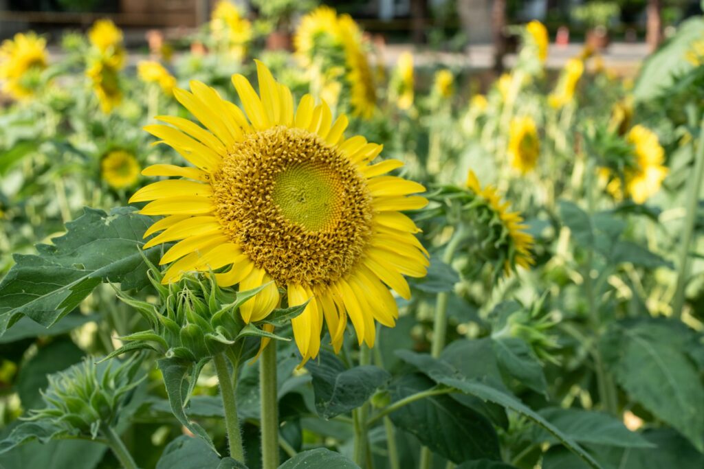 Tuinlampjes op zonne-energie in een glazen pot op een trap
